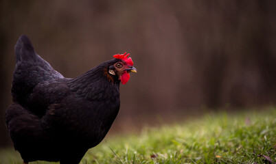 A  black hen nibbling on the green grass in the garden near the forest in cloudy weather. gallus gallus domesticus bird feeding at the farm