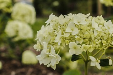 White flower Hydrangea arborescens `Annabelle`