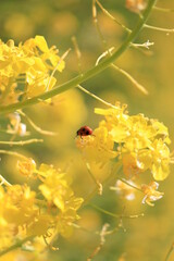 てんとう虫の散歩