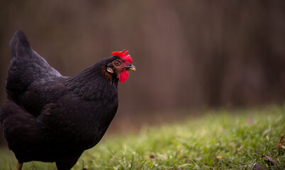 A  black hen nibbling on the green grass in the garden near the forest in cloudy weather. gallus gallus domesticus bird feeding at the farm