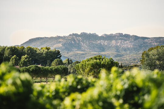 Vigne de raisin de table devant le Mont Ventoux dans le Vaucluse, Sud de la France