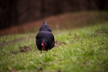 A  black hen nibbling on the green grass in the garden near the forest in cloudy weather. gallus gallus domesticus bird feeding at the farm