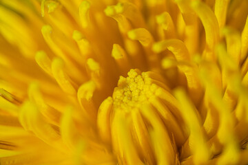 Dandelion; Dente di leone