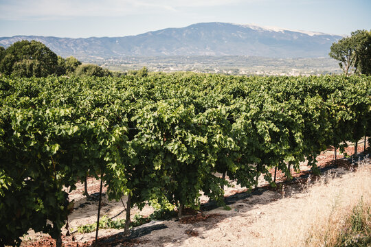 Vigne de raisin de table devant le Mont Ventoux dans le Vaucluse, Sud de la France