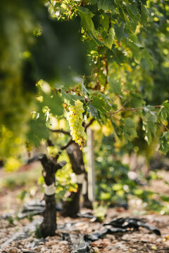Raisin de table blanc sur pied, dans les vignes du sud de la France