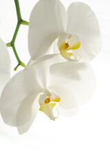 Fototapeta na wymiar Floral background with white orchid.