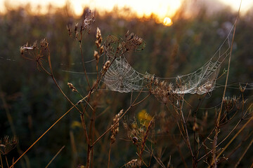 Cobwebs between stems of plants on background of sunset over horizon