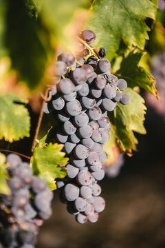 R&eacute;colte de grappe de raisin de table AOP Muscat du Ventoux