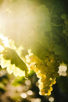 Raisin de table blanc sur pied, dans les vignes du sud de la France