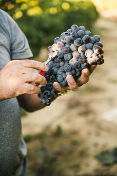 R&eacute;colte de grappe de raisin de table du Ventoux