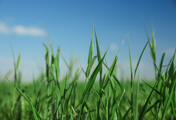 Green grass in field on sunny day, closeup