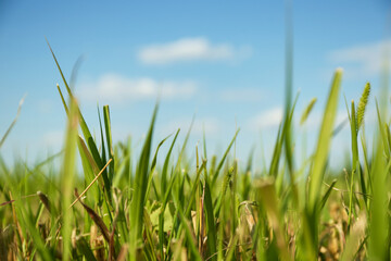 Fototapeta premium Green grass in field on sunny day, closeup