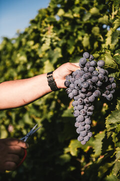 R&eacute;colte de grappe de raisin de table AOP Muscat du Ventoux