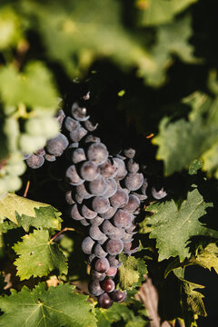 R&eacute;colte de grappe de raisin de table AOP Muscat du Ventoux