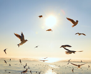 Seagulls circling in the sky at dawn over the sea.