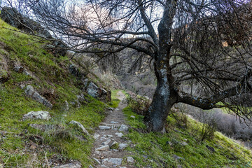 Sendero y roble en el camino de la Parra. Madrid. España. Europa.