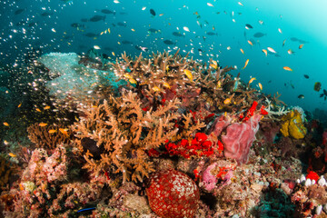 Fototapeta na wymiar Colorful underwater coral reef scene, coral reef surrounded by small tropical fish in clear blue ocean