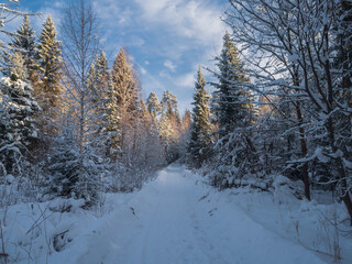 Snowy road and conifer forest on a frosty sunny evening. Winter country road with fir forest in the rays of cold winter Sun.