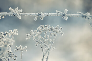 delicate openwork flowers in the frost. Gently lilac frosty natural winter background. Beautiful winter morning in the fresh air. Soft focus. 
