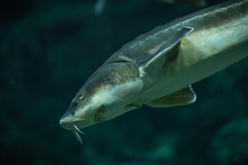 Naklejka premium Close-up of Sturgeon fish swimming in the aquarium.