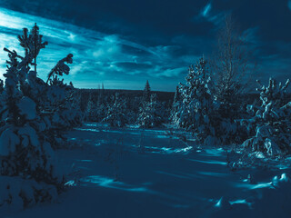 Snow-covered conifer forest on a high hill in frosty night. Frozen grass and trees in the rays of cold winter Moon.