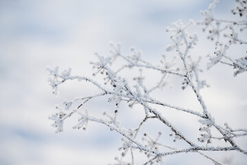 delicate openwork flowers in the frost. Gently lilac frosty natural winter background. Beautiful winter morning in the fresh air. Soft focus. 
