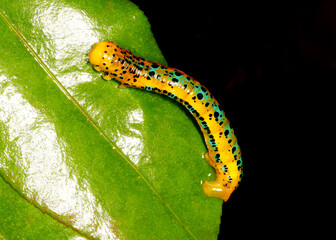 Catterpillar of Blue Tiger Moth, Dysphania percota, Ganeshgudi, Karnataka, India
