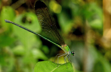 Black Tipped Forest Glory Damselfly, Vestalis Apicalis, Karkala, Mangalore, Karnataka India