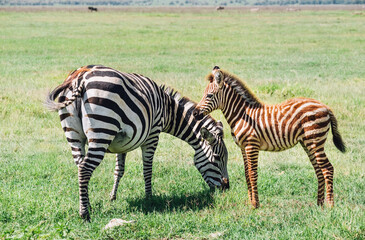 Fototapeta na wymiar Adult Grant's Zebra standing with her foal in the Ngorongoro Crater Conservation Area, Tanzania, East Africa. Beauty in wild nature and traveling concept.