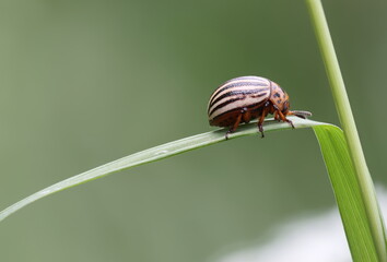 Kartoffelk&auml;fer : Potato Beetle