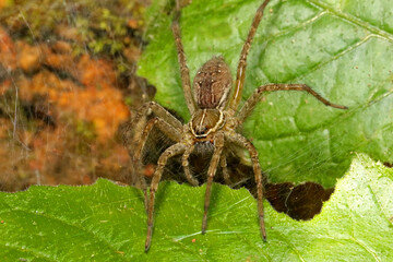 Indian Funnel Web Spider, Agelenidae Family, Ganeshgudi, Karnataka, India