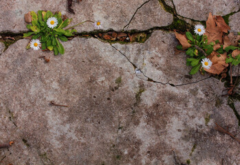 Persistence of white daisy flowe growing from cracks in the ground as a background