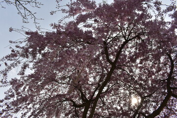 Blüten, Bäume, Pflanzen