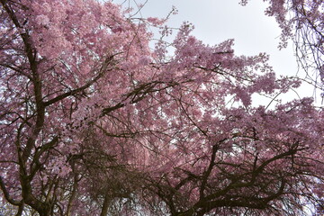 Blüten, Bäume, Pflanzen