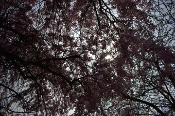 Blüten, Bäume, Pflanzen