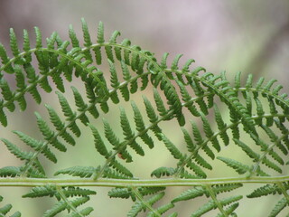 close up of a fern leaf 