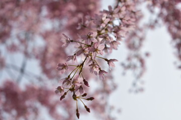 Blüten, Bäume, Pflanzen