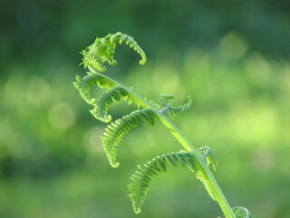 close up of a fern
