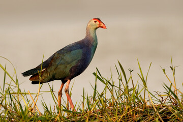 Purple Swamphen, Porphyrio porphyrio, Bhigwan Wetlands, Maharashtra, India