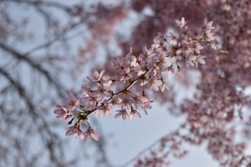 Blüten, Bäume, Pflanzen