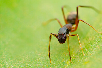 Black ant mimic spider, Myrmarachne albocincta, Satara, Maharashtra, India