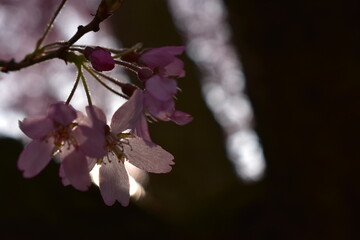 Blüten, Bäume, Pflanzen