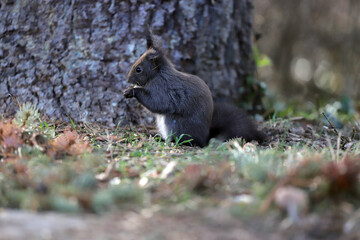 Squirrel with one ear eats a nut.
