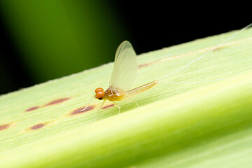 Bulb headed mayfly, Ephemera danica, Satara, Maharashtra, India