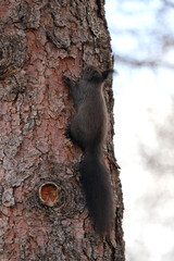 Squirrel on a tree with natural background