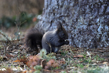Naklejka na ściany i meble Squirrel eats a nut on a natural background