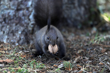 Squirrel eats a walnut on a natural background