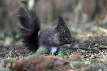 Naklejka na ściany i meble Squirrel eats a nut on a natural background