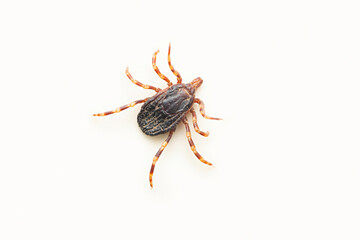 Cayenne tick, Amblyomma cajennense, Satara, Maharashtra, India