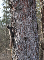 Squirrel on a tree with natural background